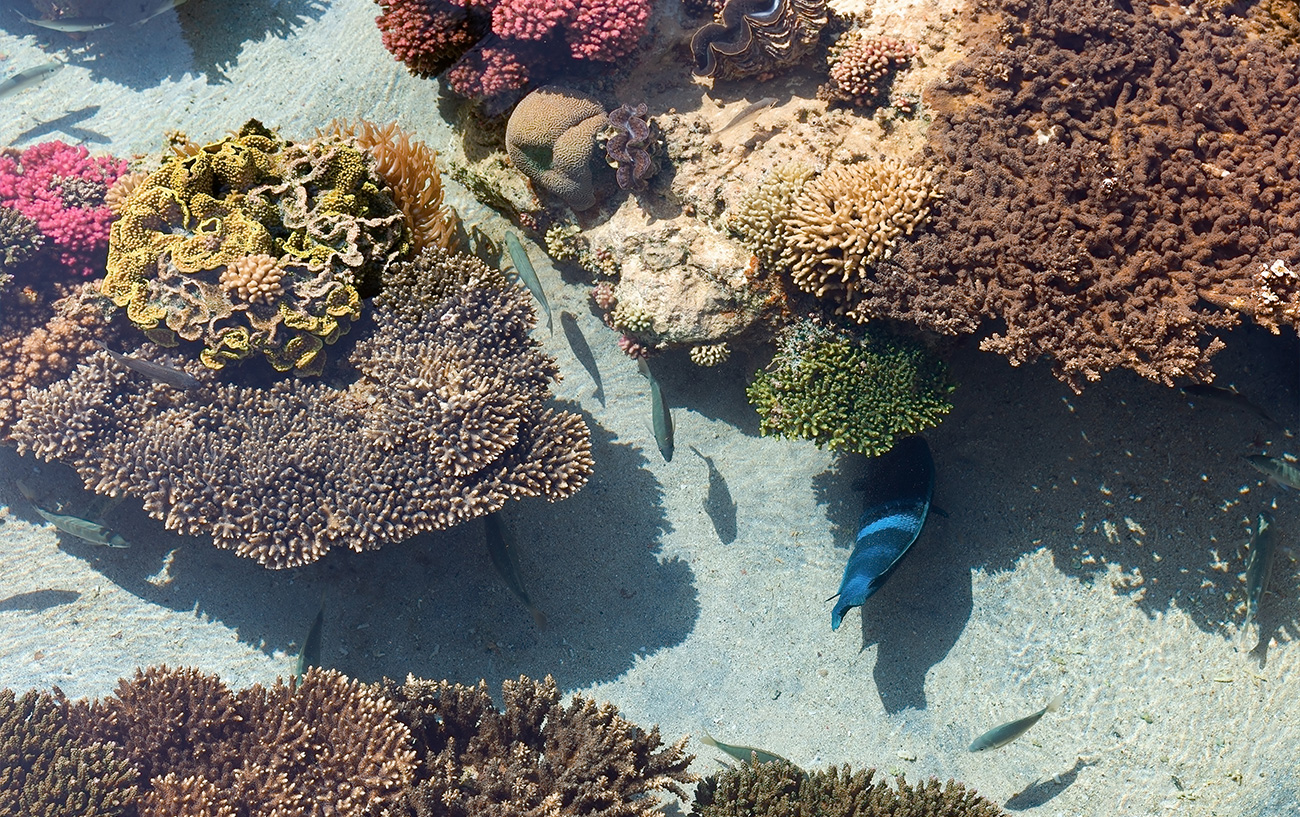 Barriera Corallina Matemwe Zanzibar